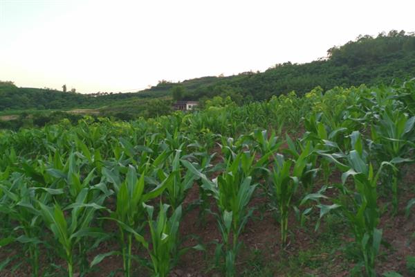 怎么防治玉米红蜘蛛，喷施扫螨净、虫螨克星等药物可以灭除