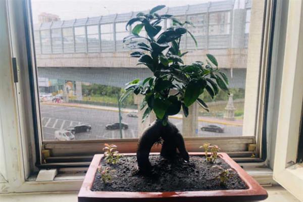榕树落叶的原因及应对办法，低温冻害或光照不适均会导致