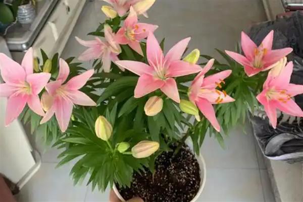 避免百合徒长的方法，可采取增加光照、药物干预等措施