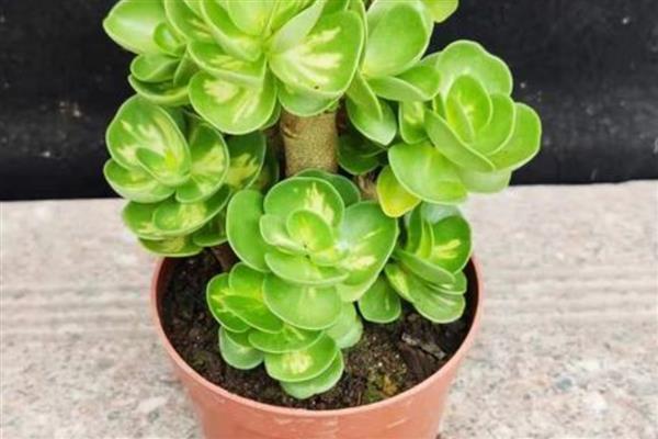 金钱树多肉的养殖方法，首先要稳定植株的环境温度