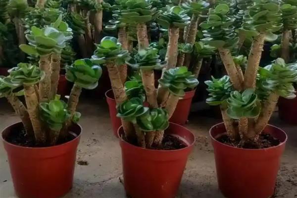 金钱树多肉的养殖方法，首先要稳定植株的环境温度