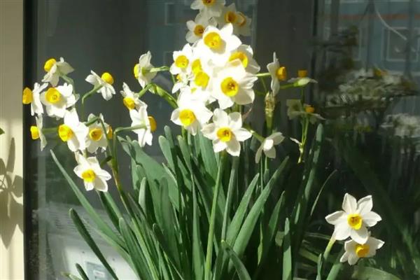 水仙花有什么花语，代表吉祥如意、思念想念等含义