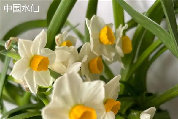 水仙花有什么花语，代表吉祥如意、思念想念等含义