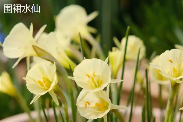 水仙花有什么花语，代表吉祥如意、思念想念等含义