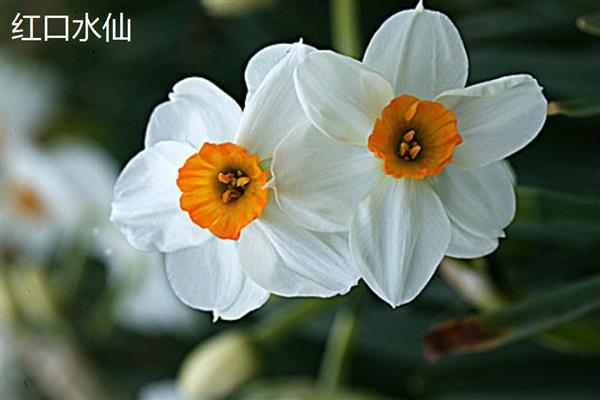 水仙花有什么花语，代表吉祥如意、思念想念等含义