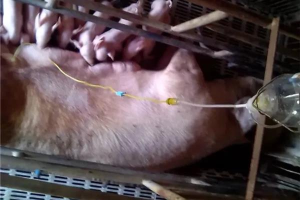 猪腹泻怎么治疗，体内有寄生虫可饲喂阿苯达唑等驱虫药