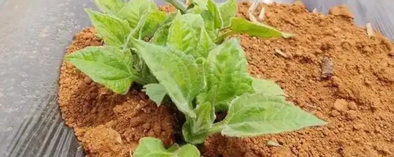 雪莲果的种植与收获时间，一般在4月份栽培、10月份收获