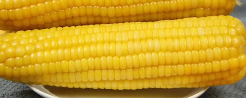 粤双色7号玉米品种简介