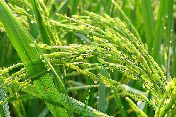 筑优1082水稻种子特征特性，该品种基部叶叶鞘绿色