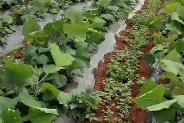 雪莲果的种植与收获时间，一般在4月份栽培、10月份收获