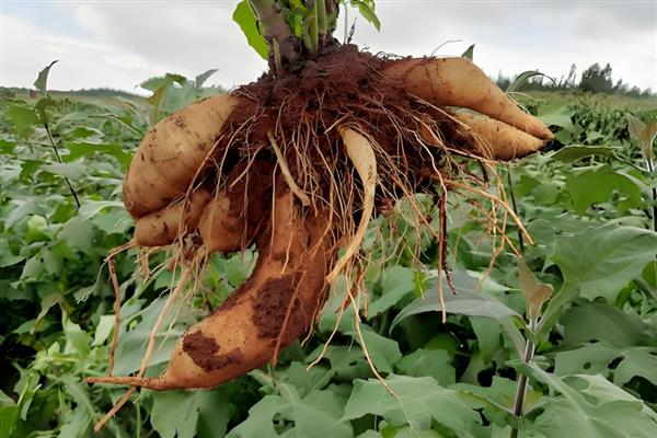 雪莲果的种植与收获时间，一般在4月份栽培、10月份收获