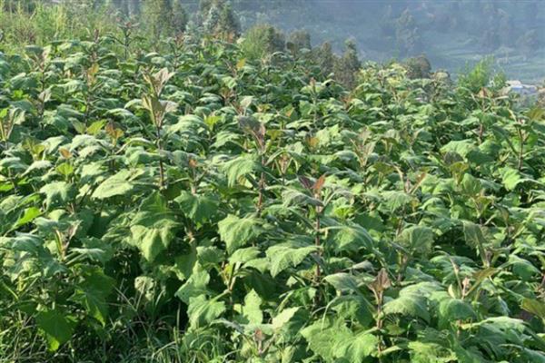 雪莲果的种植与收获时间，一般在4月份栽培、10月份收获