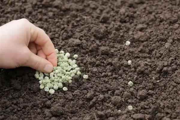 雪莲果的种植与收获时间，一般在4月份栽培、10月份收获
