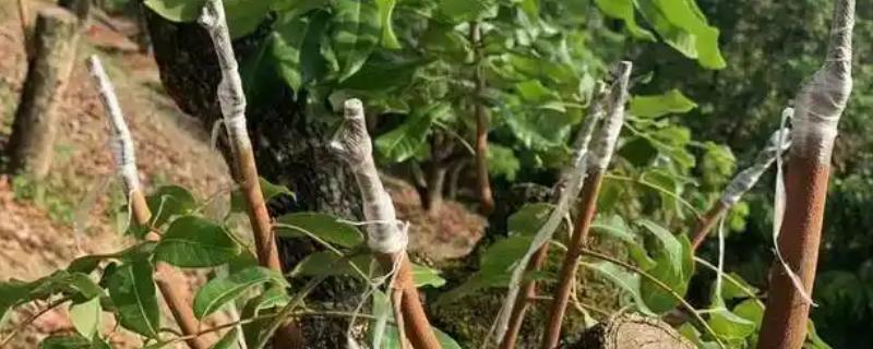 龙眼树怎么嫁接，将接穗插入砧木的接口再包裹薄膜