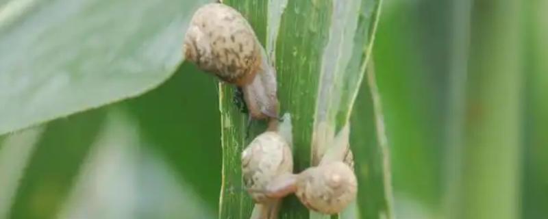 如何防治蜗牛吃玉米苗，撒施生石灰可以起到大面积灭杀效果