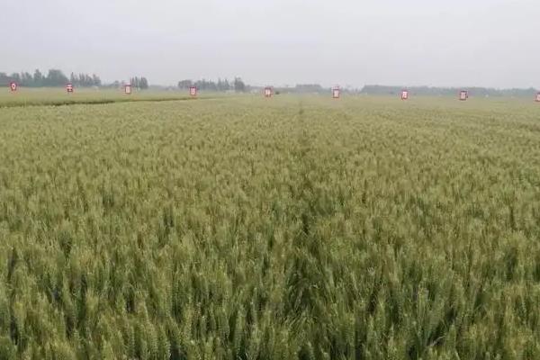 金襄6号小麦种子特征特性，属偏春性品种