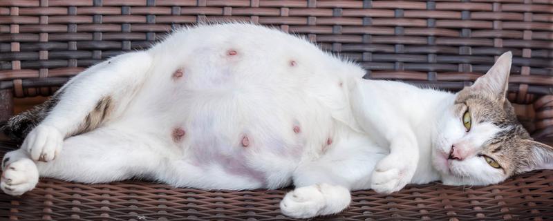 如何判断猫是否怀孕，会表现的不喜欢活动