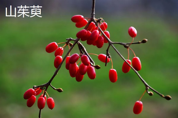 山茱萸和吴茱萸有什么区别，株高、叶片和果实均不同