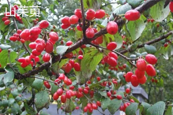 山茱萸和吴茱萸有什么区别，株高、叶片和果实均不同