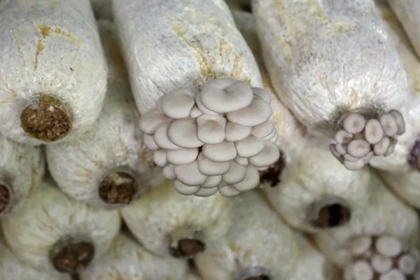 平菇的出菇管理方法，要想菇形大可除掉部分原基