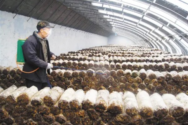 平菇的出菇管理方法，要想菇形大可除掉部分原基