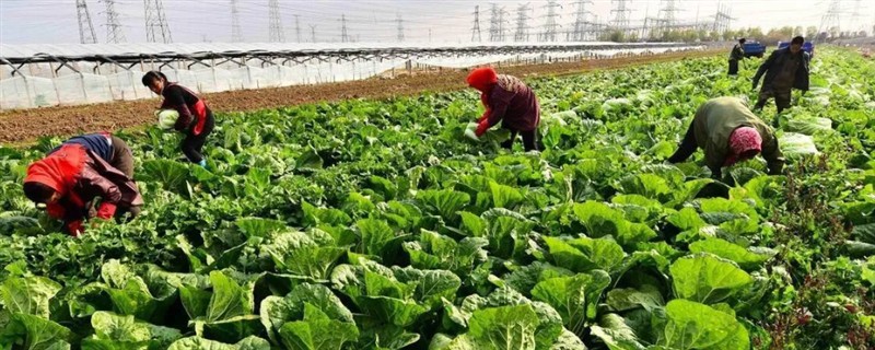 白菜喜欢哪种肥料，喜欢农家肥和硫酸钾复合肥