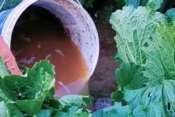 白菜喜欢哪种肥料，喜欢农家肥和硫酸钾复合肥