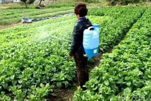 白菜喜欢哪种肥料，喜欢农家肥和硫酸钾复合肥