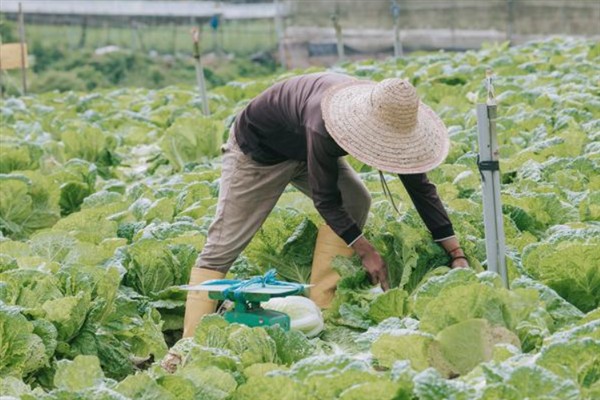 白菜喜欢哪种肥料，喜欢农家肥和硫酸钾复合肥