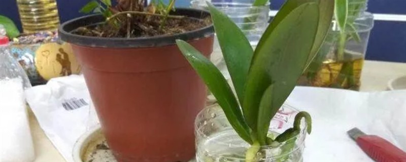 蝴蝶兰如何水培，用生根溶液浸泡后再放入容器中并加水