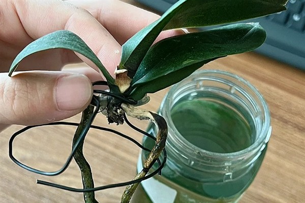 蝴蝶兰如何水培，用生根溶液浸泡后再放入容器中并加水