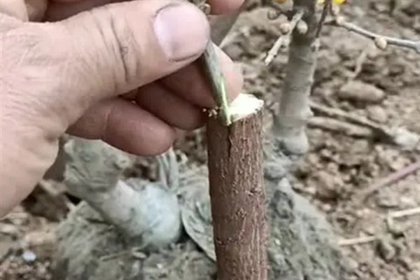 嫁接梅花用哪种树，可以用其他品种的梅花树