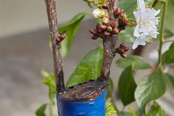 嫁接梅花用哪种树，可以用其他品种的梅花树
