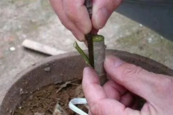 嫁接梅花用哪种树，可以用其他品种的梅花树
