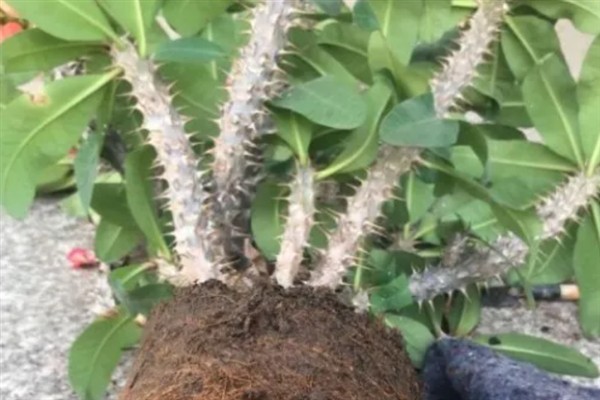 虎刺梅叶子发黄如何处理，温度较低时要放在光照明亮处并覆膜保温