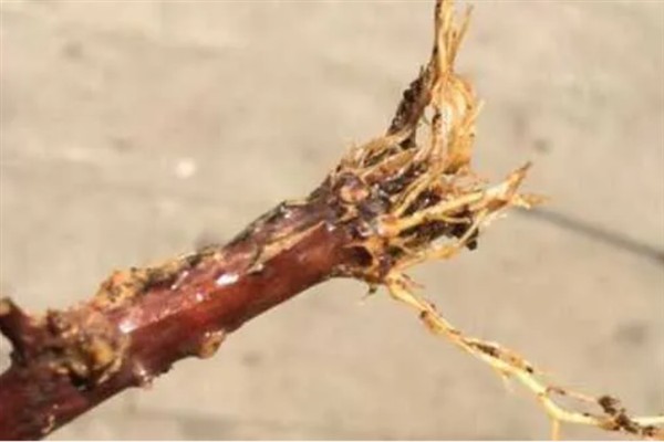 虎刺梅叶子发黄如何处理，温度较低时要放在光照明亮处并覆膜保温