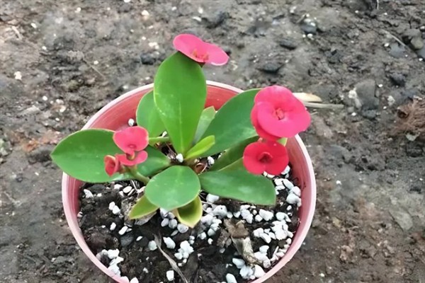 虎刺梅叶子发黄如何处理，温度较低时要放在光照明亮处并覆膜保温