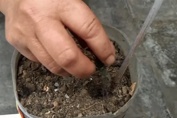 虎刺梅叶子发黄如何处理，温度较低时要放在光照明亮处并覆膜保温