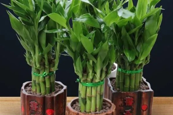 富贵竹的养殖方法，每2到3个月施撒一次肥料