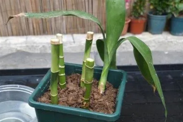 富贵竹的养殖方法，每2到3个月施撒一次肥料