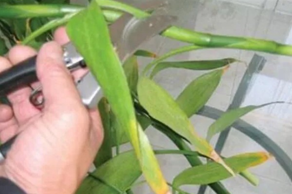 富贵竹的养殖方法，每2到3个月施撒一次肥料