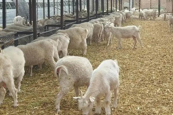 圈养羊怎么饲喂，每天投喂3-4次