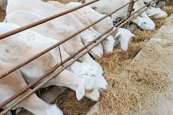 圈养羊怎么饲喂，每天投喂3-4次