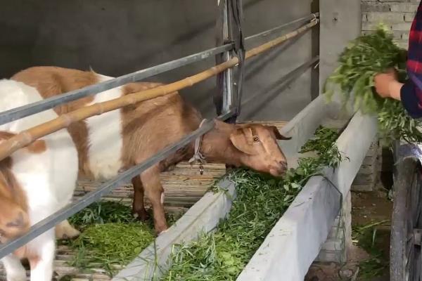 圈养羊怎么饲喂，每天投喂3-4次