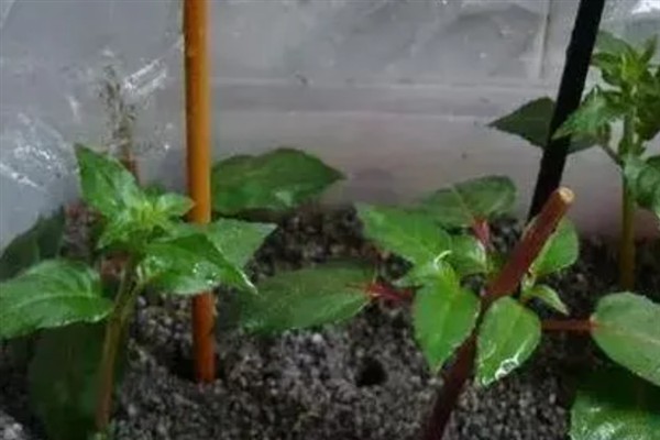 倒挂金钟蔫了如何补救，将温度控制在二十度左右