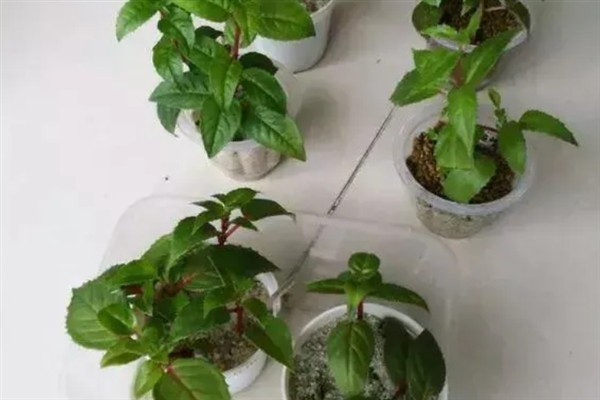 倒挂金钟蔫了如何补救，将温度控制在二十度左右