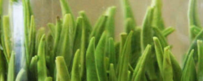 竹叶青是哪种茶，属于未发酵茶中的绿茶