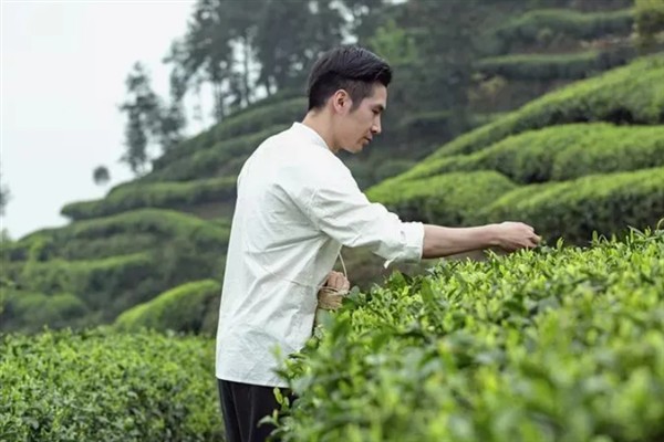 竹叶青是哪种茶，属于未发酵茶中的绿茶