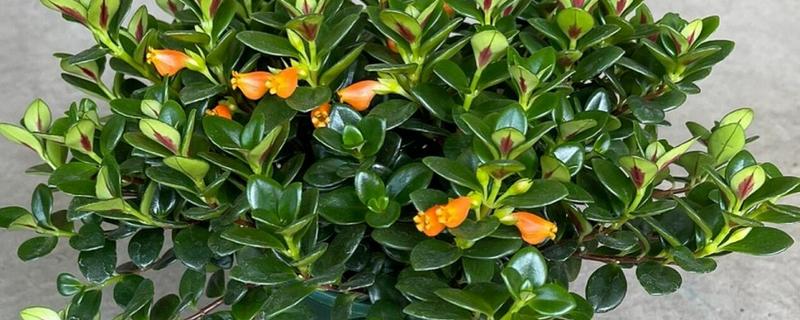 金鱼花有没有毒，属于无毒植物可以养在室内