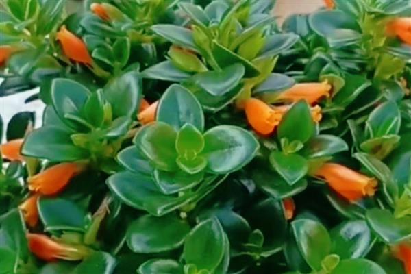 金鱼花有没有毒，属于无毒植物可以养在室内